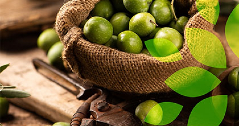 Check our Specialty Various Olive Products